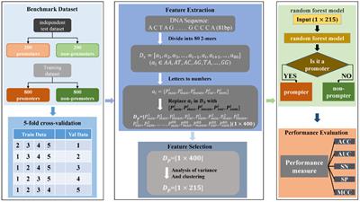 Predicting Corynebacterium glutamicum promoters based on novel feature descriptor and feature selection technique